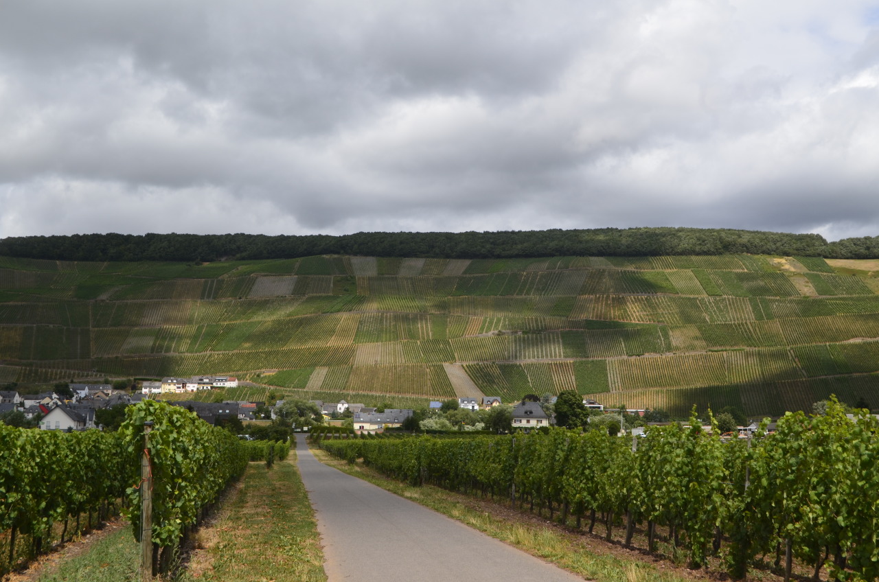 Cycling the Moselle- Bonn to Luxembourg